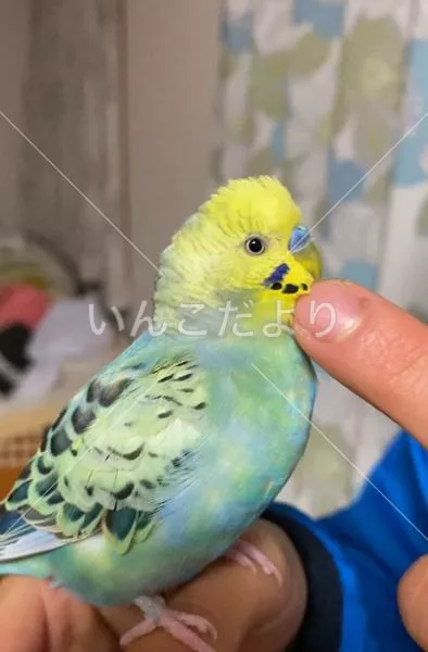 保護鳥の写真