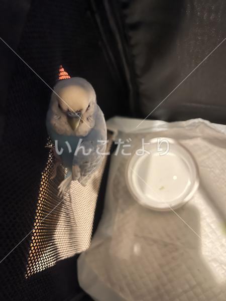 保護鳥の写真