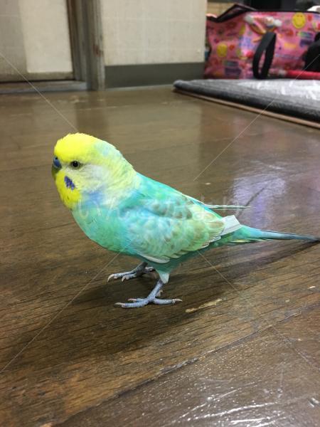 迷い鳥の写真