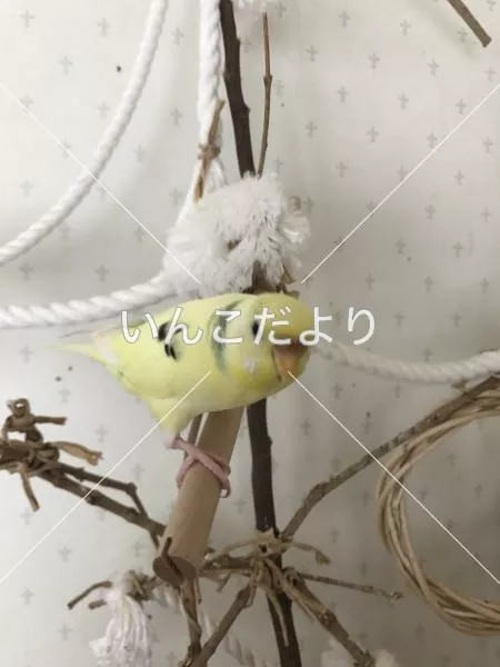 迷い鳥の写真