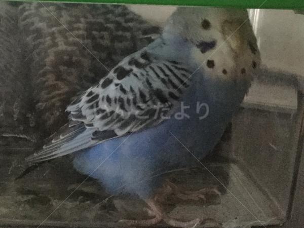 保護鳥の写真