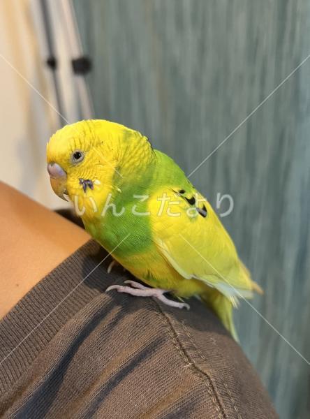 保護鳥の写真