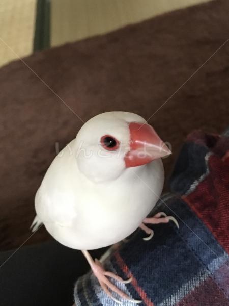 迷い鳥の写真