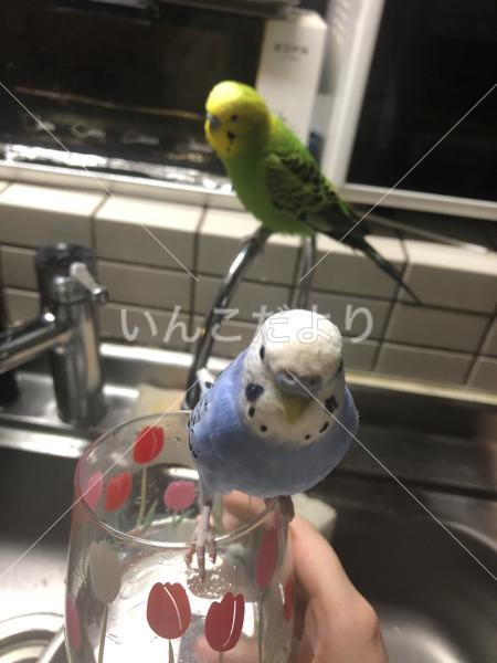 迷い鳥の写真