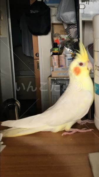 迷い鳥の写真