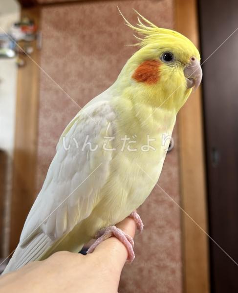 迷い鳥の写真