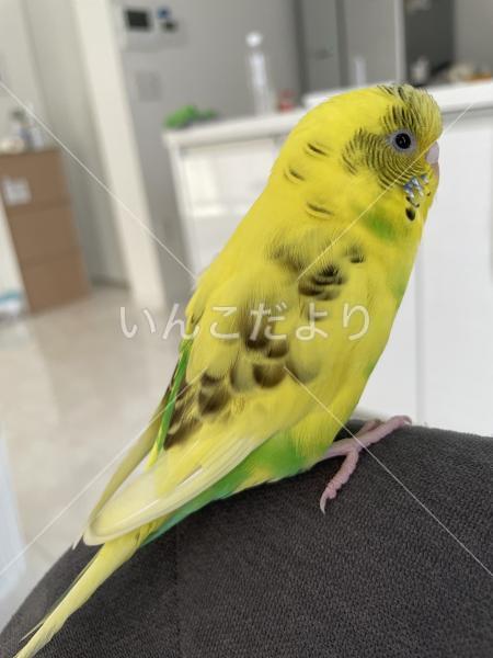 保護鳥の写真