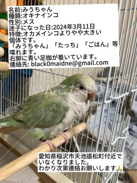迷い鳥の写真