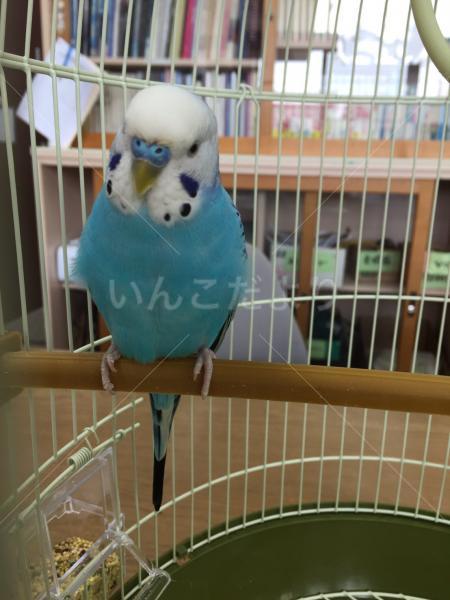 保護鳥の写真