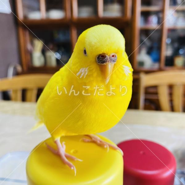 迷い鳥の写真