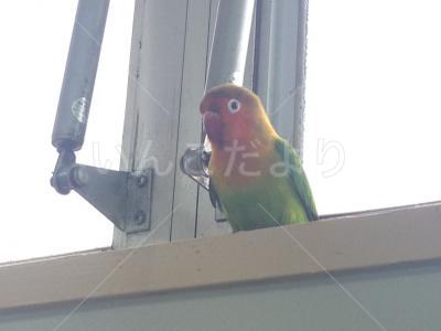 保護鳥の写真