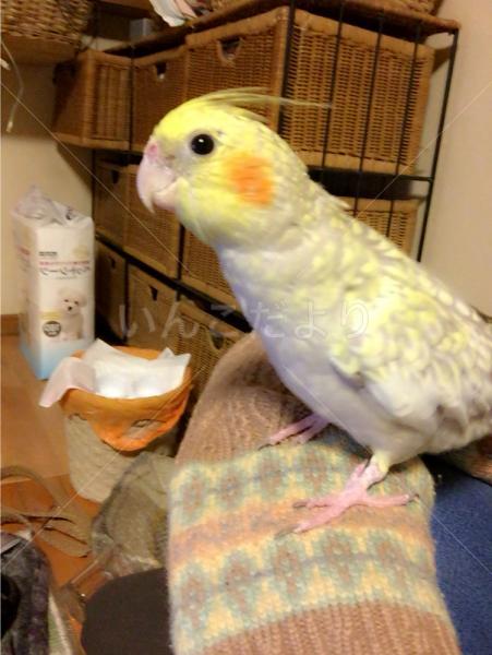 迷い鳥の写真