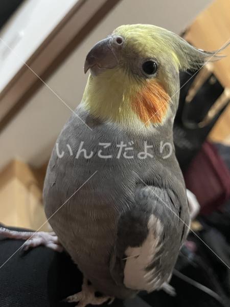 迷い鳥の写真