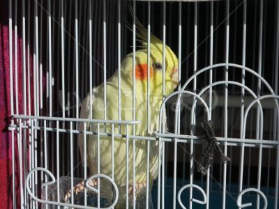 保護鳥の写真
