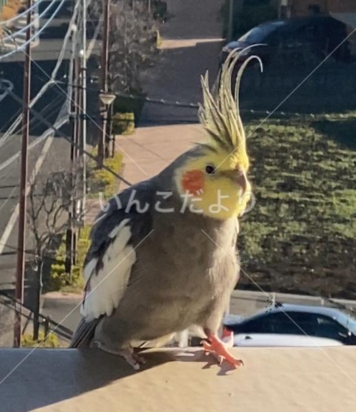 保護鳥の写真