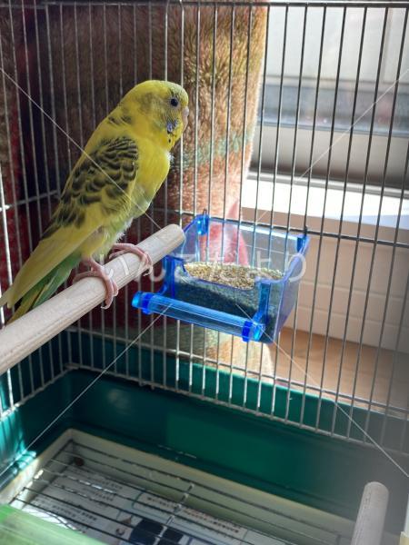 保護鳥の写真