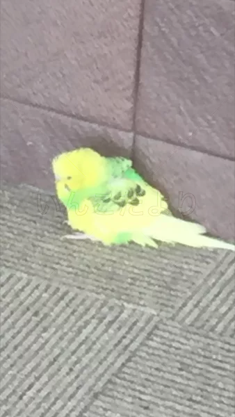 保護鳥の写真