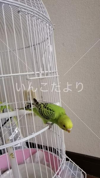 迷い鳥の写真