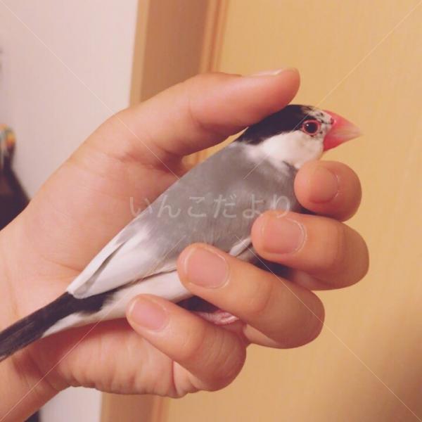 迷い鳥の写真