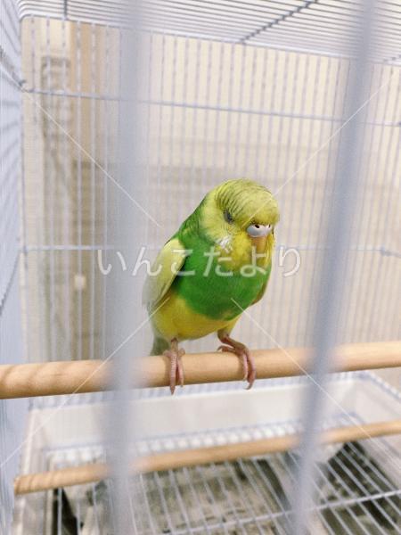 保護鳥の写真