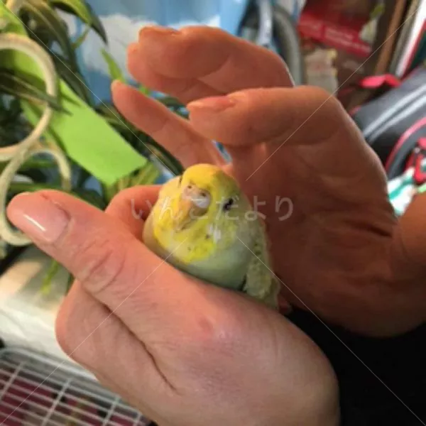 保護鳥の写真