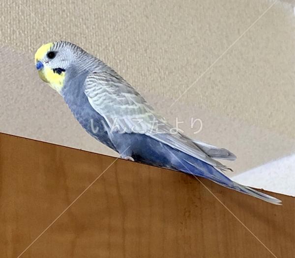 保護鳥の写真
