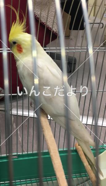 保護鳥の写真