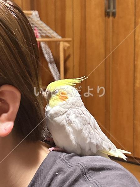 迷い鳥の写真