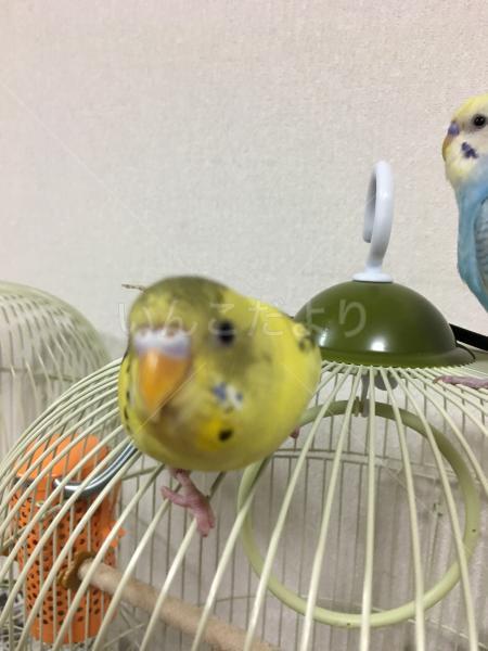 迷い鳥の写真