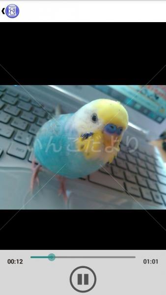 迷い鳥の写真