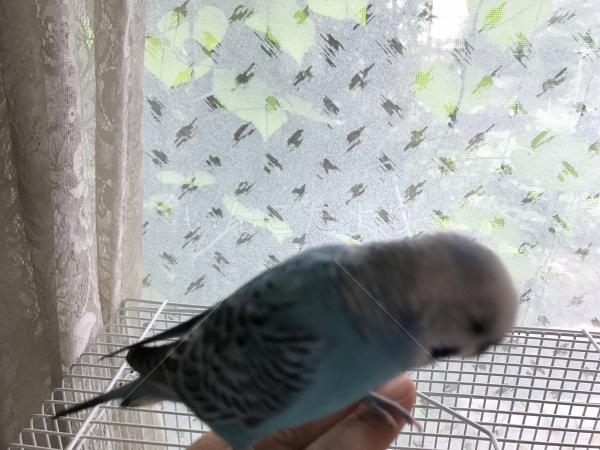 迷い鳥の写真