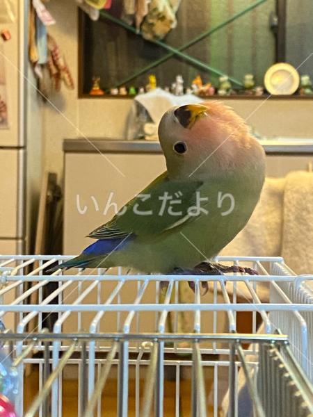 迷い鳥の写真