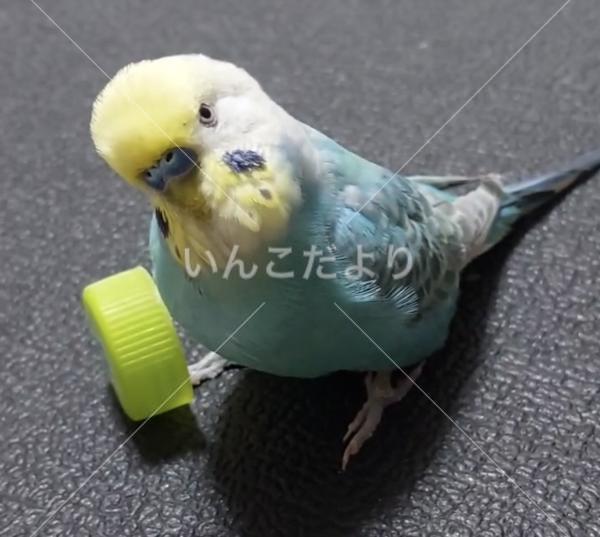 迷い鳥の写真