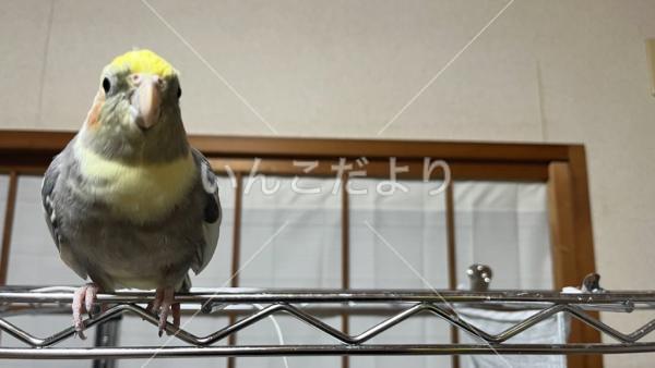 迷い鳥の写真