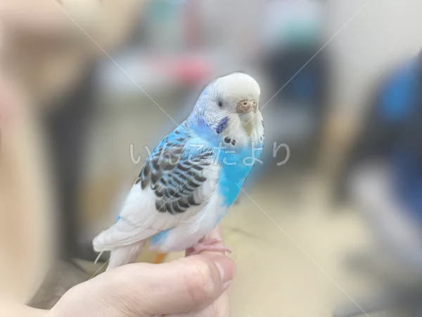 保護鳥の写真