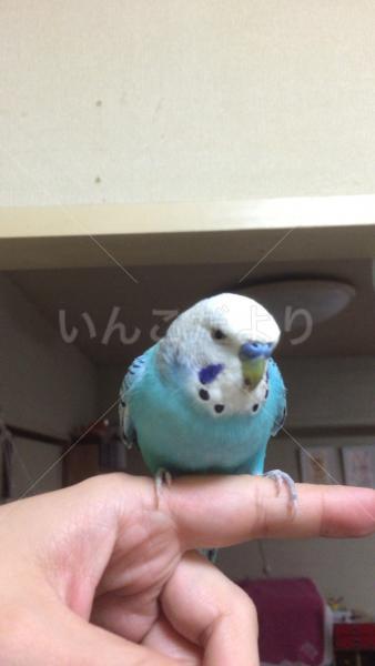 迷い鳥の写真