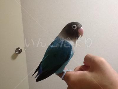 迷い鳥の写真
