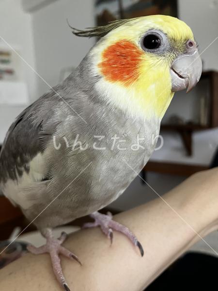 迷い鳥の写真