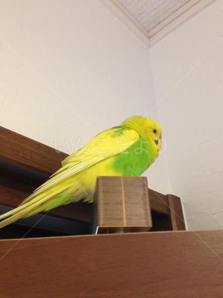 保護鳥の写真