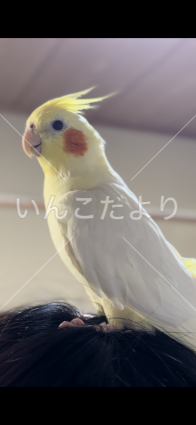 迷い鳥の写真