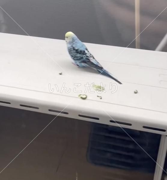 保護鳥の写真