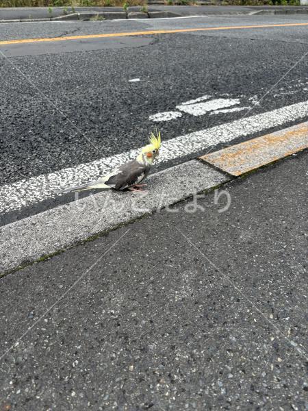 保護鳥の写真