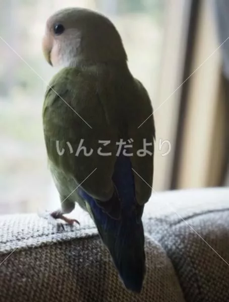 迷い鳥の写真