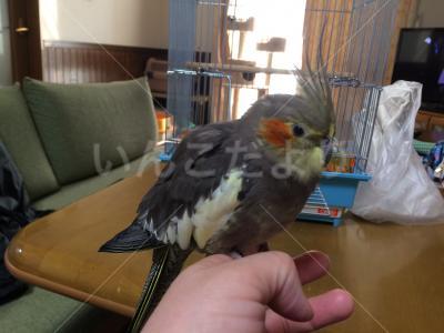 保護鳥の写真