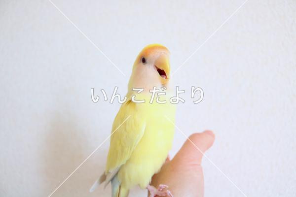 迷い鳥の写真