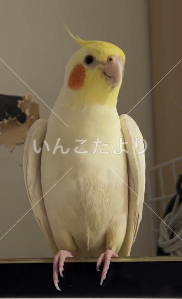 迷い鳥の写真