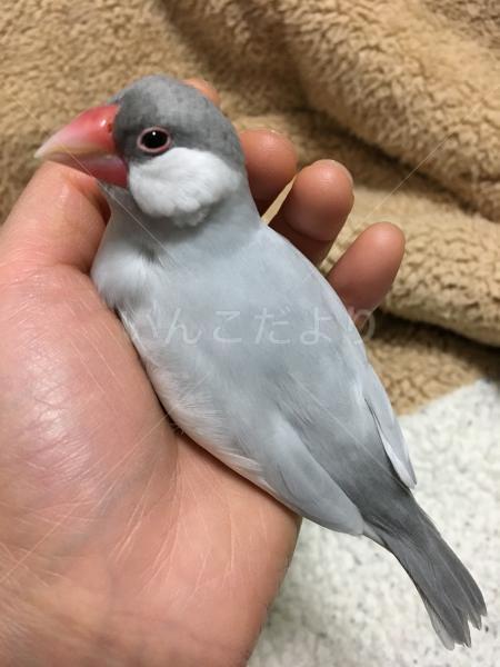 迷い鳥の写真