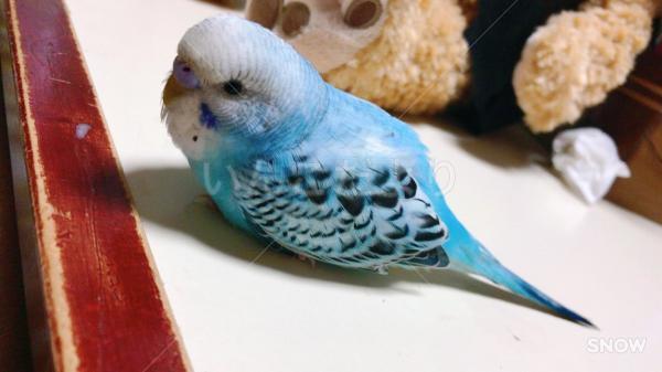 迷い鳥の写真