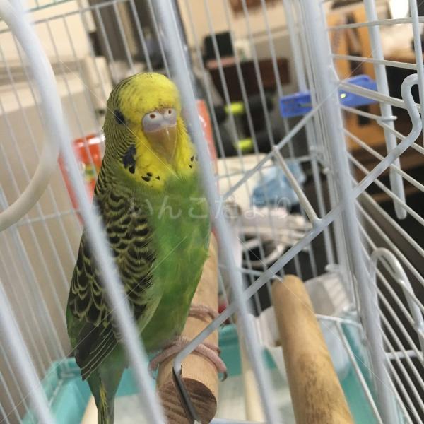 保護鳥の写真