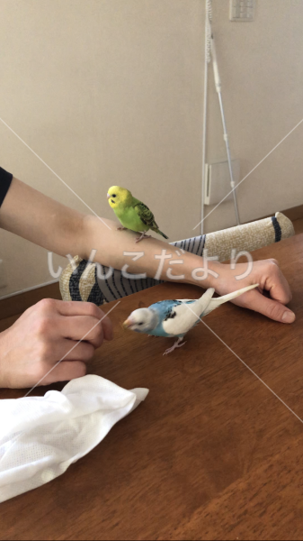 迷い鳥の写真
